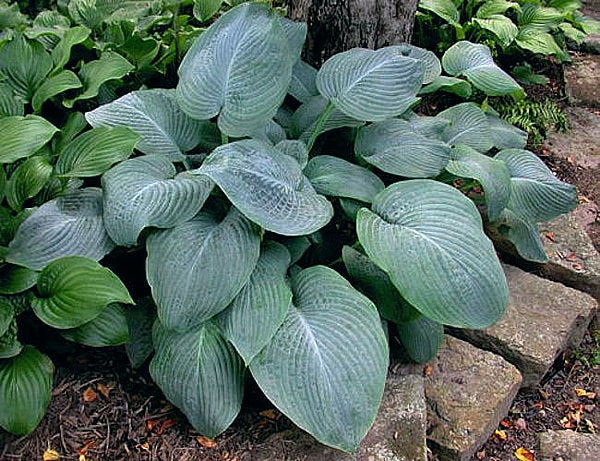 Hosta 'Blue Mammoth'