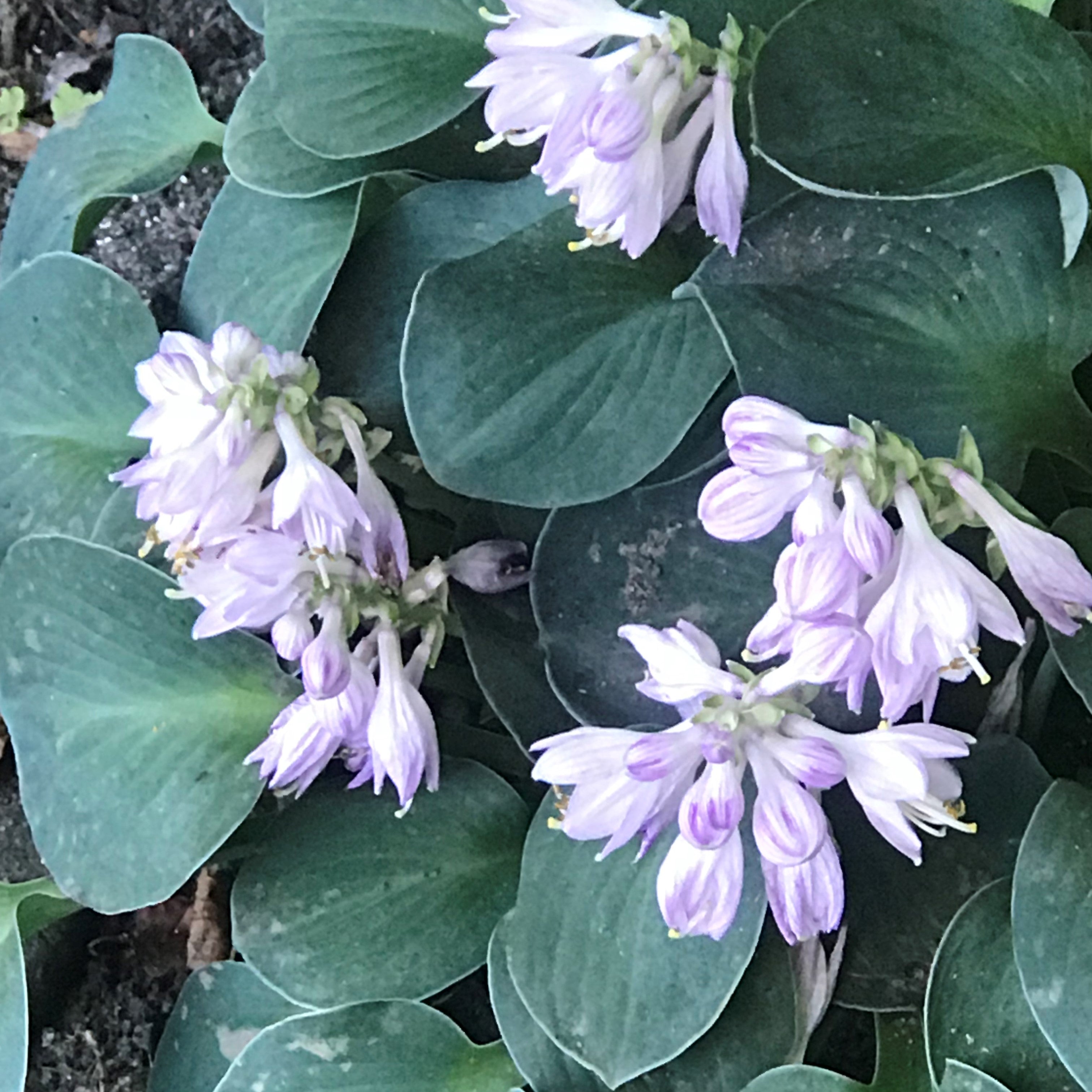 Hosta 'Blue Mouse Ears'