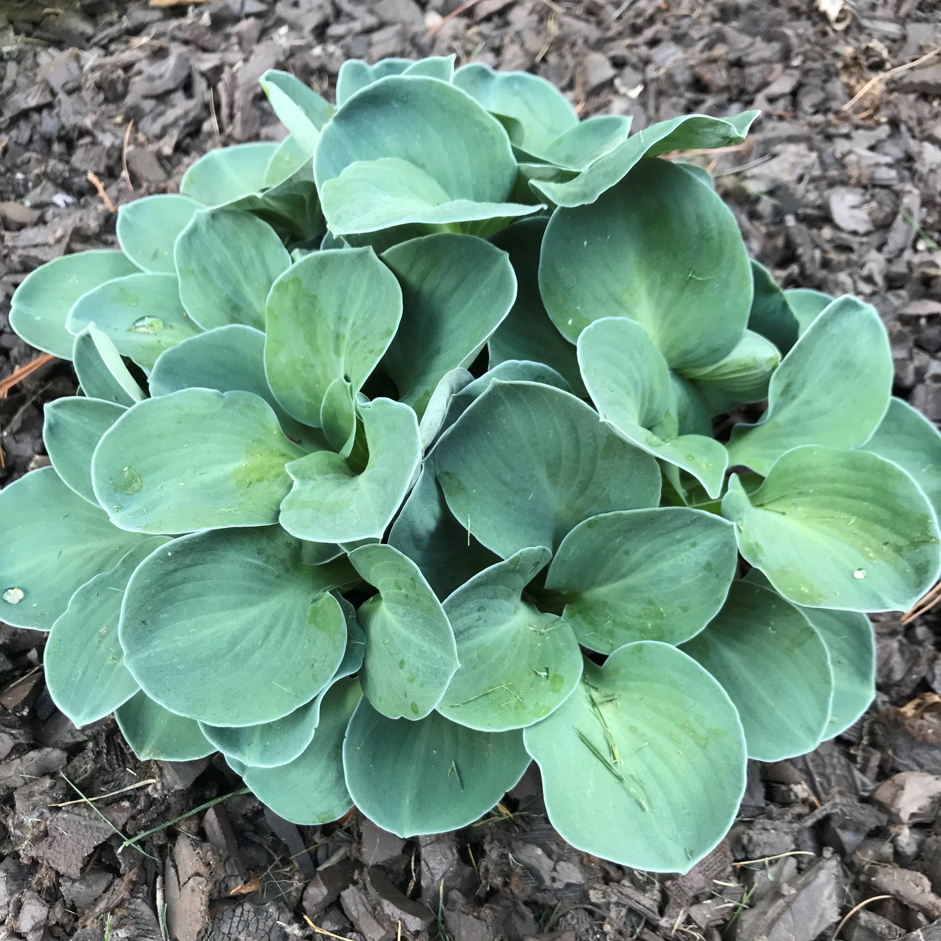 Hosta 'Blue Mouse Ears'