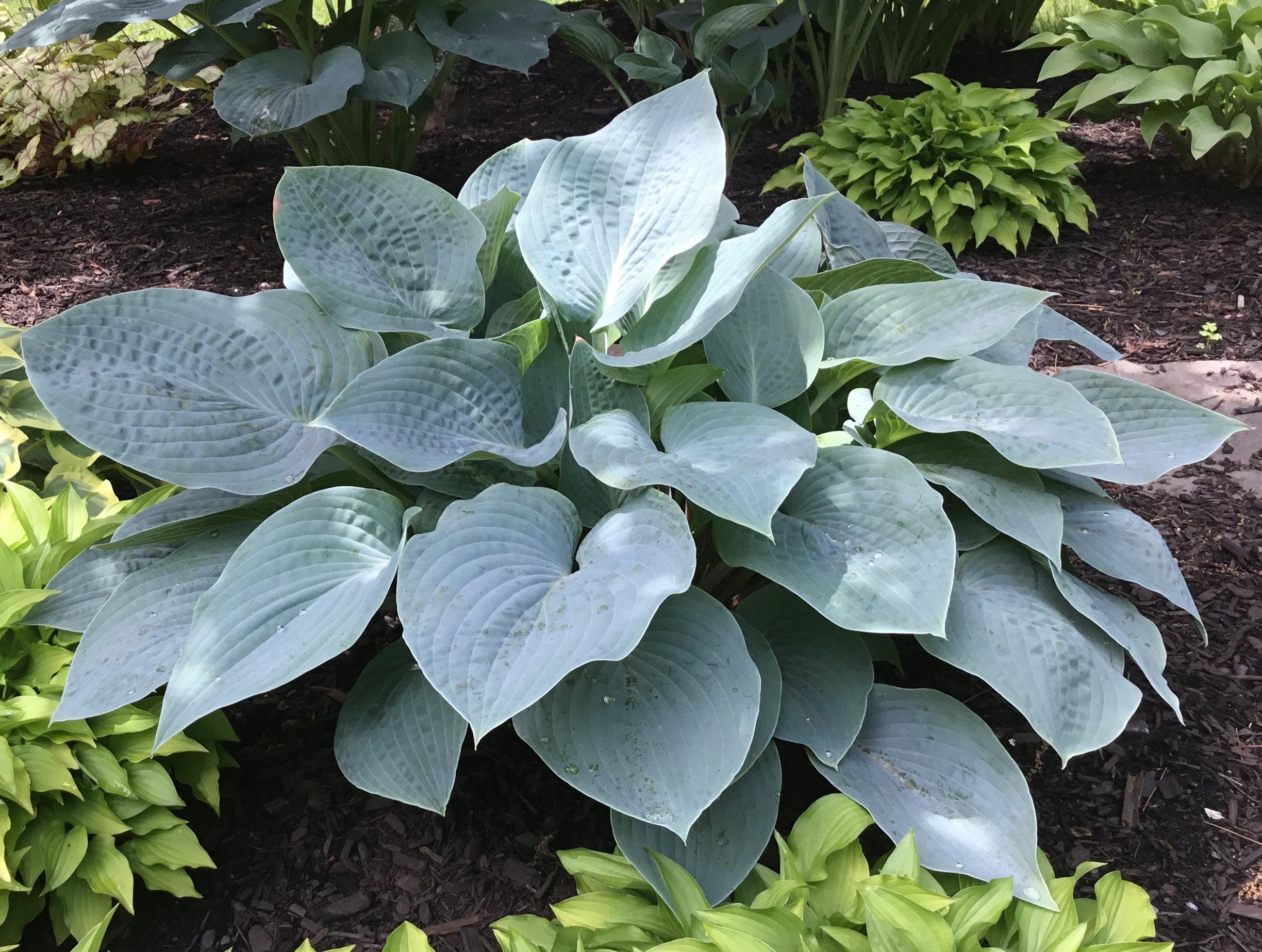 Hosta 'Blueberry Muffin'