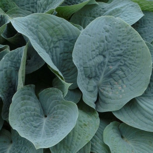Hosta 'Blueberry Muffin'