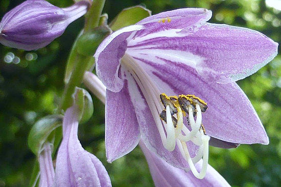 Hosta 'Bob Olson'