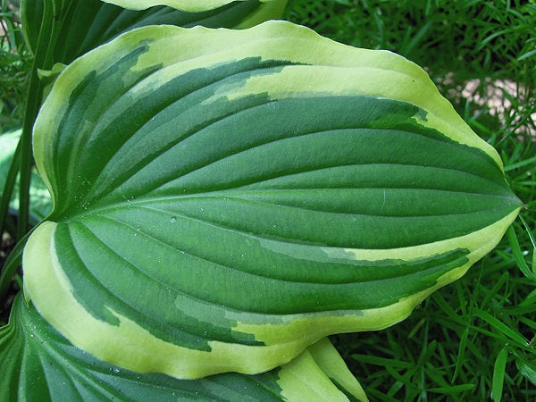 Hosta 'Bob Olson'