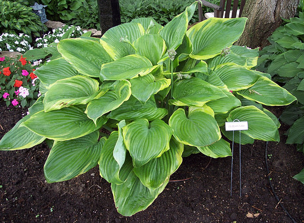 Hosta 'Bottom Line'