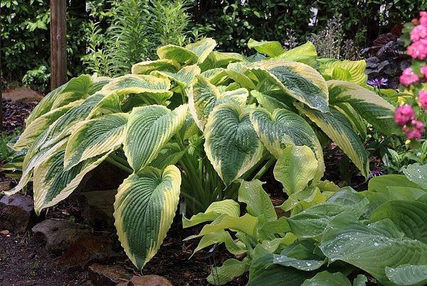 Hosta 'Bridal Falls'