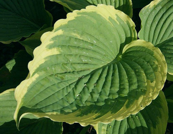 Hosta 'Bridal Falls'