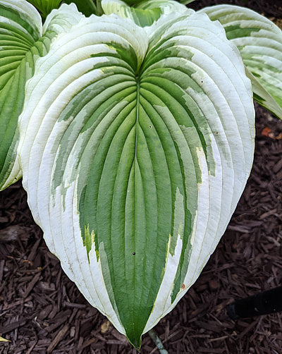 Hosta 'Bridal Falls'