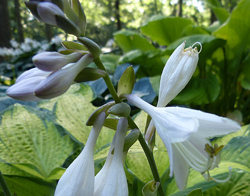 Hosta 'Bright Lights'