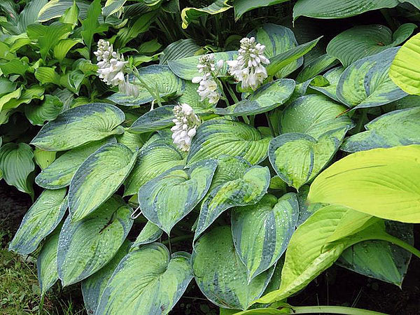 Hosta 'Bright Lights'