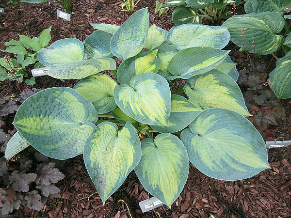 Hosta 'Bright Lights'
