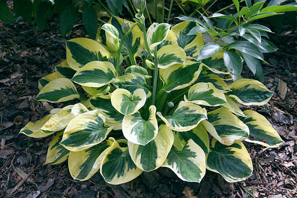 Hosta 'Brim Cup'