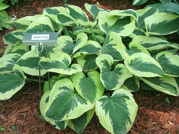 Hosta 'Brim Cup'