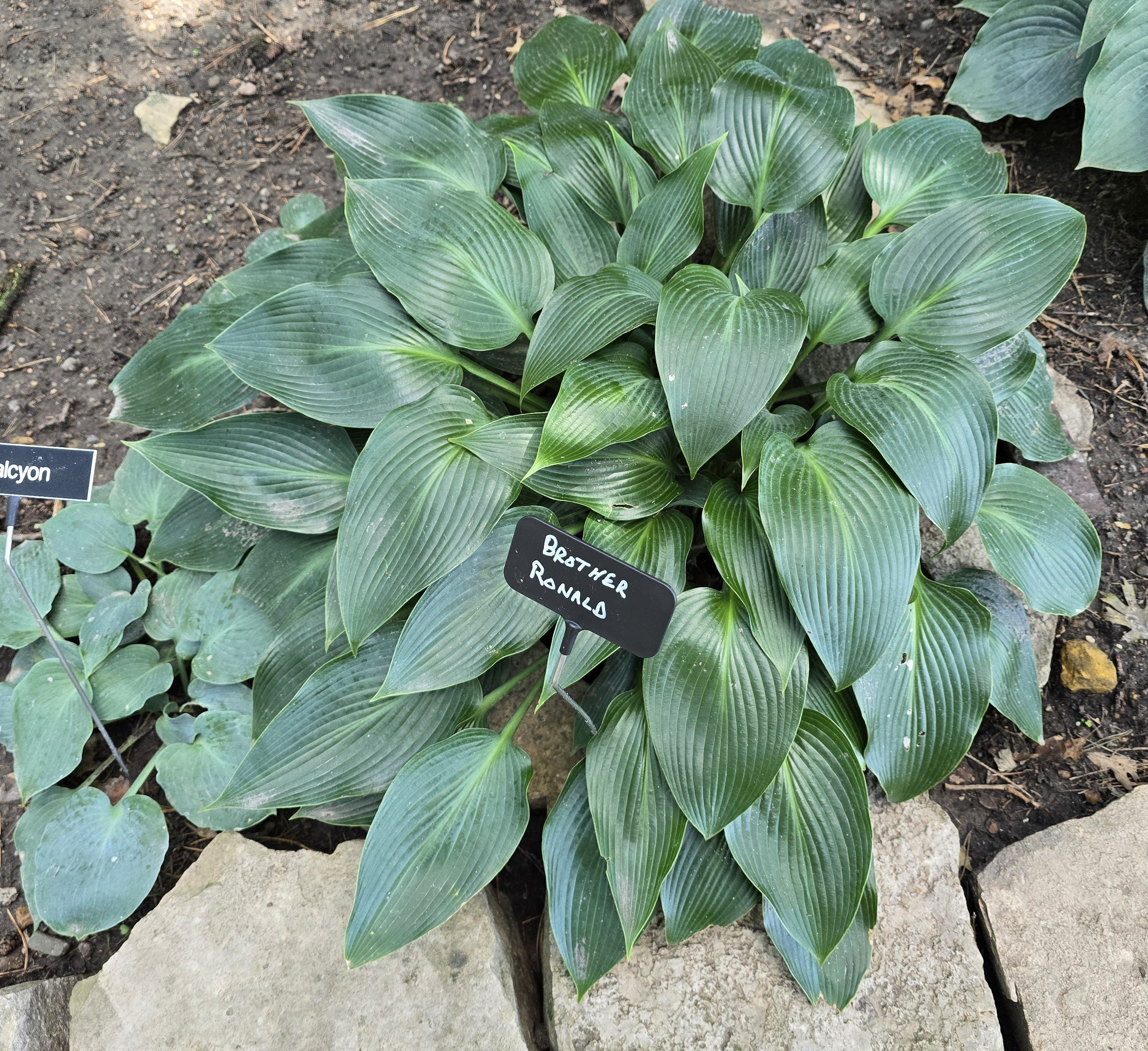 Hosta 'Brother Ronald'