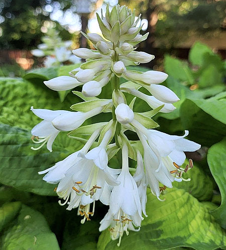 Hosta 'Brother Stefan'