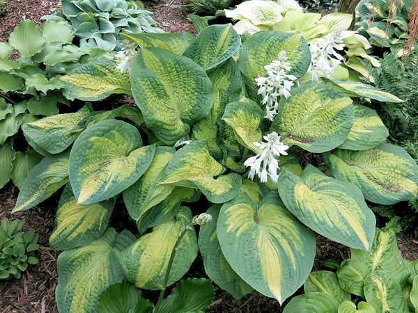 Hosta 'Brother Stefan'