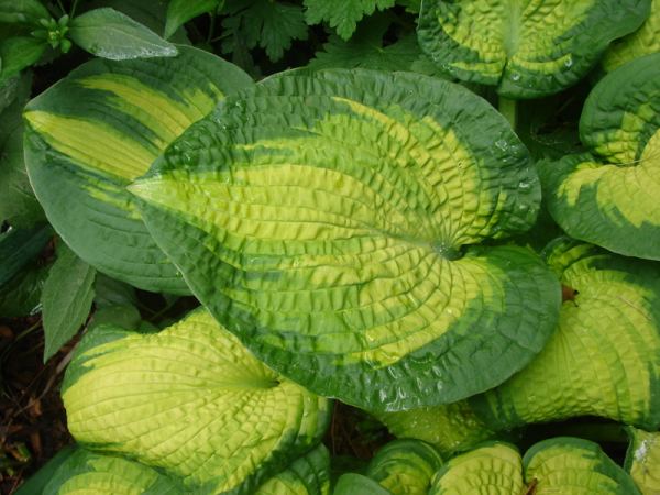 Hosta 'Brother Stefan'