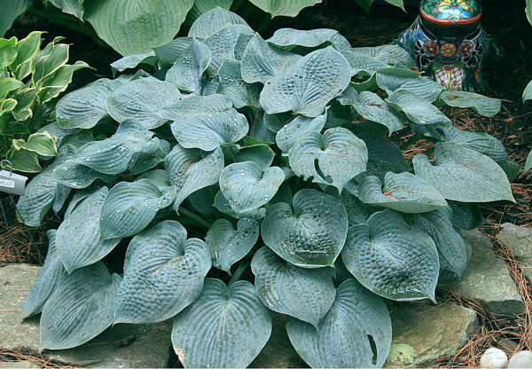 Hosta 'Camelot'