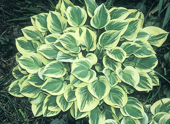 Hosta Cameo