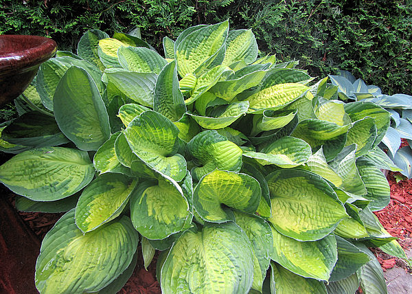 Hosta 'Captain Kirk'