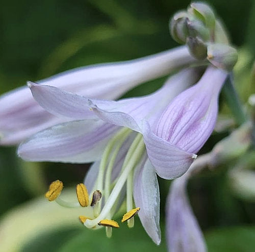 Hosta 'Carnival'