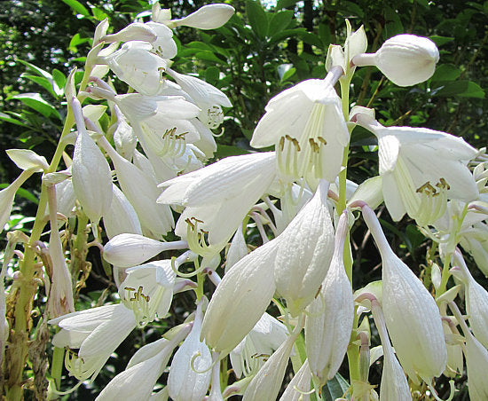 Hosta 'Cascades'