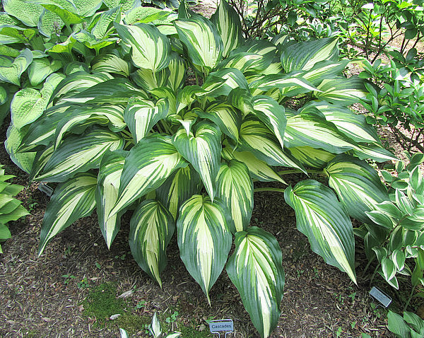 Hosta 'Cascades'