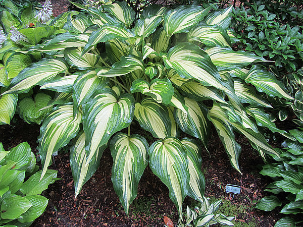Hosta 'Cascades'