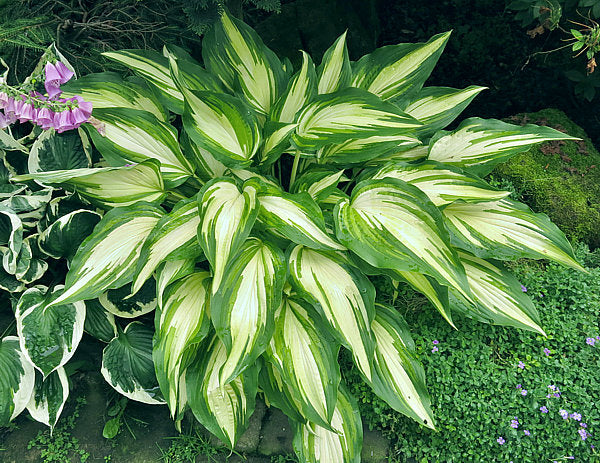 Hosta 'Cascades'