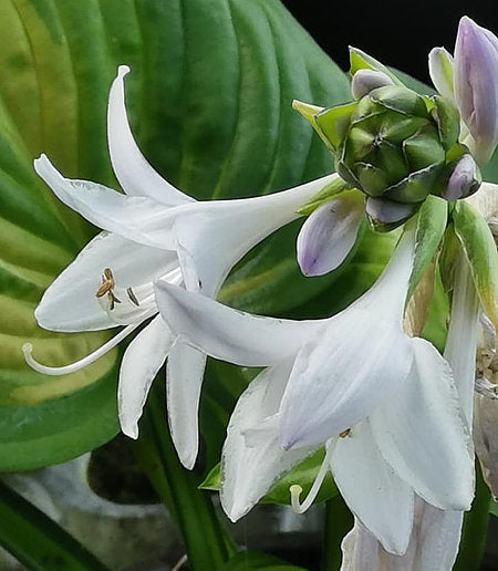 Hosta 'Cathedral Windows'