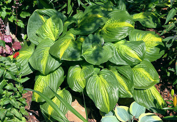Hosta 'Cathedral Windows'