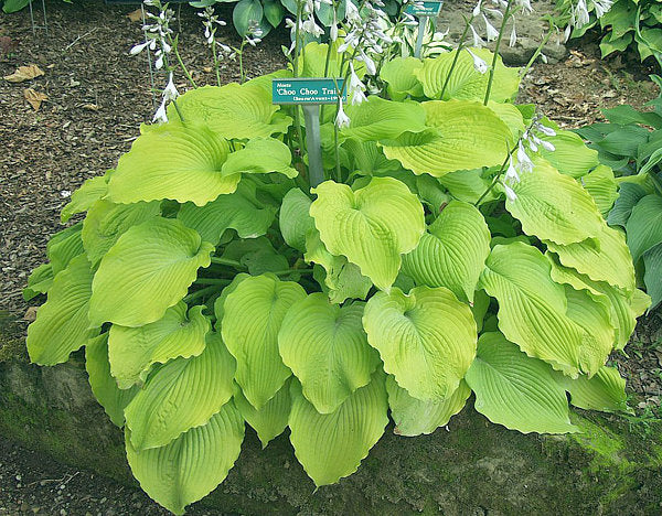 Hosta 'Choo Choo Train'
