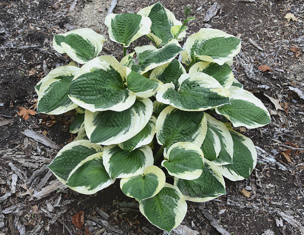 Hosta 'Christmas Pageant'