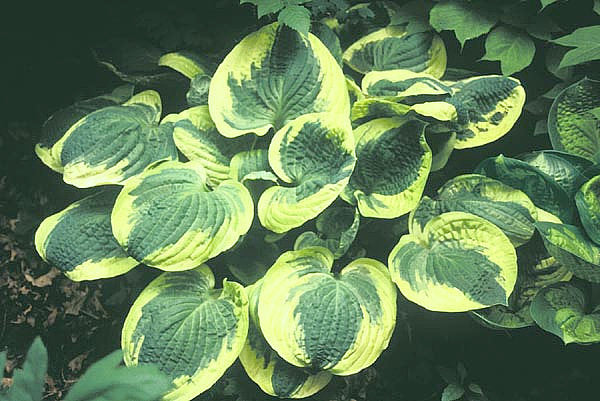 Hosta 'Christmas Pageant'