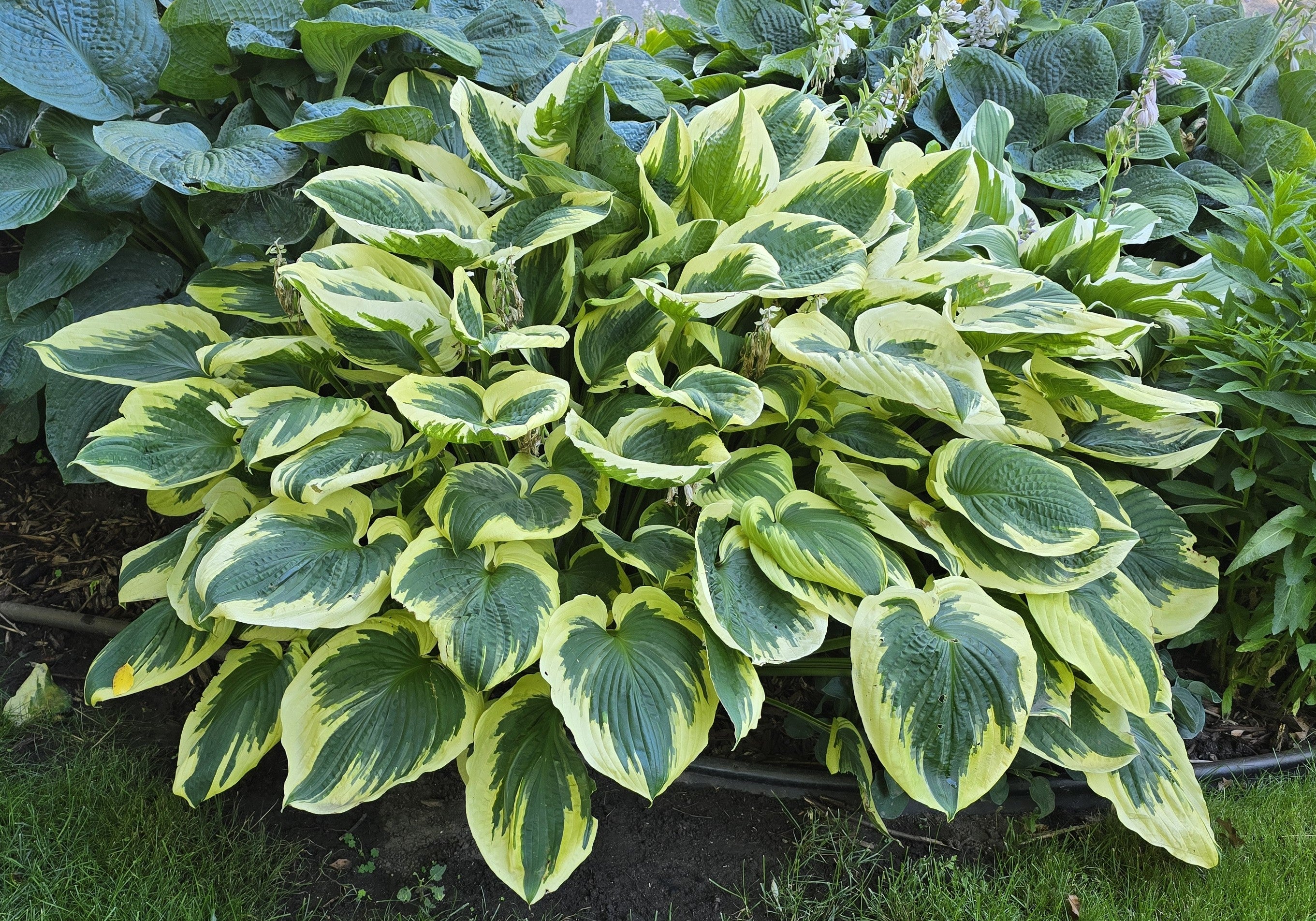 Hosta 'Christmas Pageant'