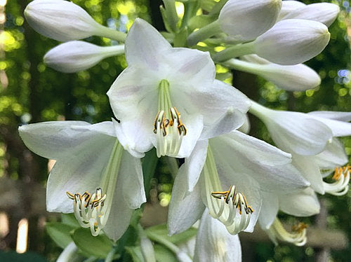 Hosta 'Clearfork River Valley'