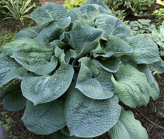 Hosta 'Clearfork River Valley'