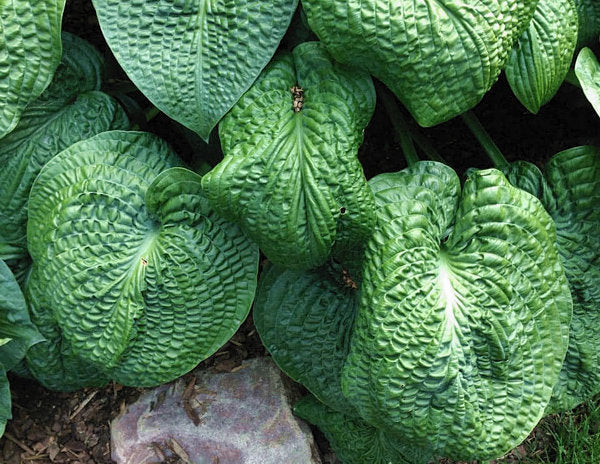 Hosta 'Clearfork River Valley'
