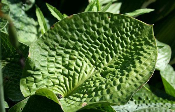 Hosta 'Clearfork River Valley'