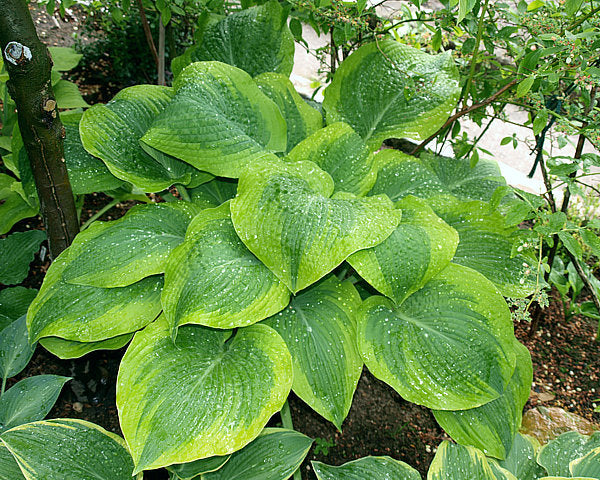 Hosta 'Climax'