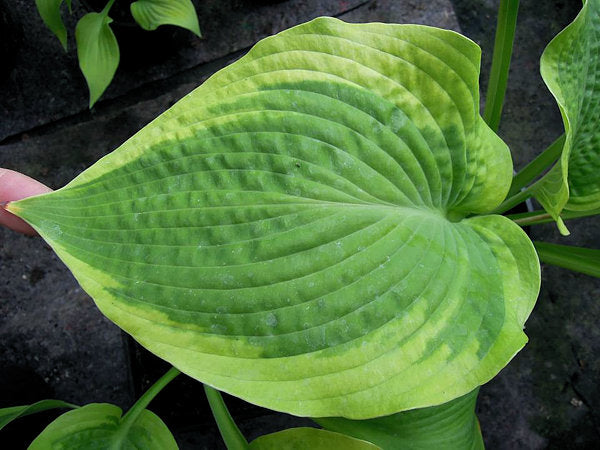 Hosta 'Climax'