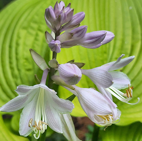 Hosta 'Coast to Coast'