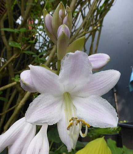 Hosta 'Coast to Coast'