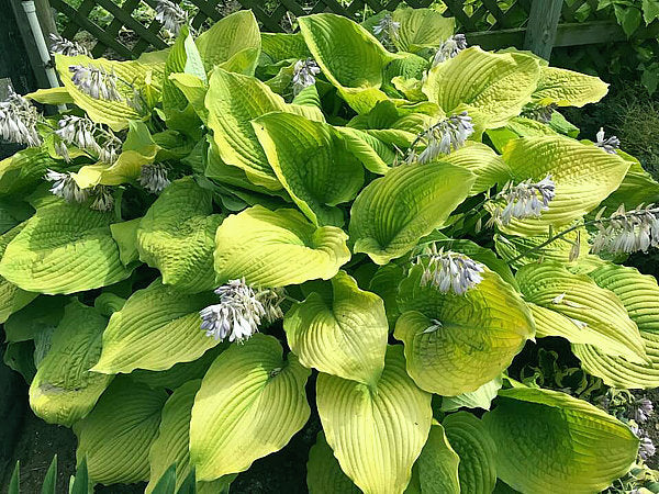 Hosta 'Coast to Coast'