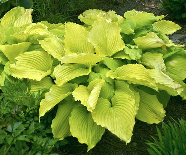 Hosta 'Coast to Coast'