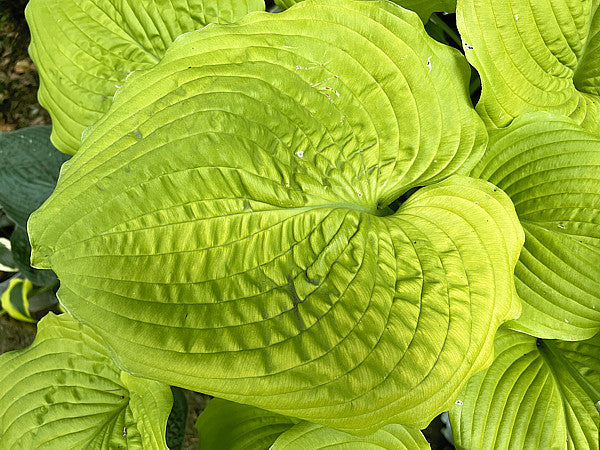 Hosta 'Coast to Coast'