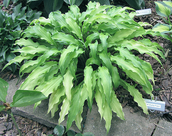 Hosta 'Curly Fries'