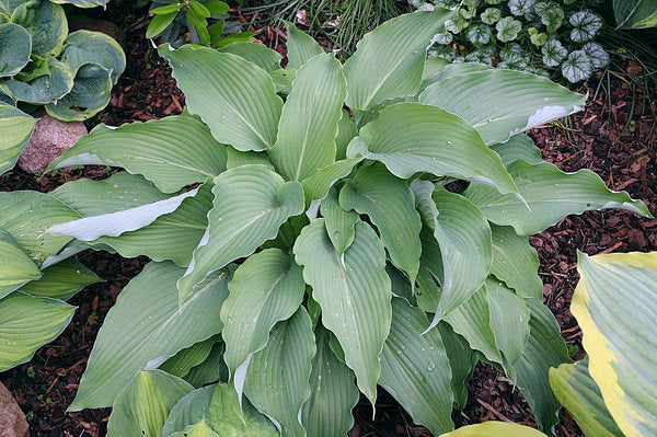 Hosta 'Cutting Edge'