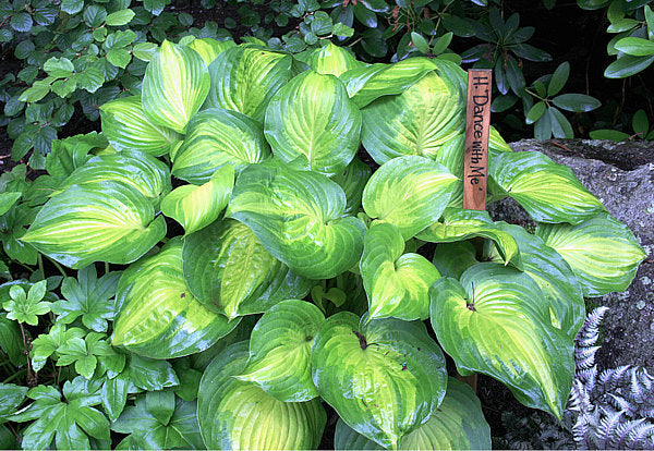 Hosta 'Dance with Me'