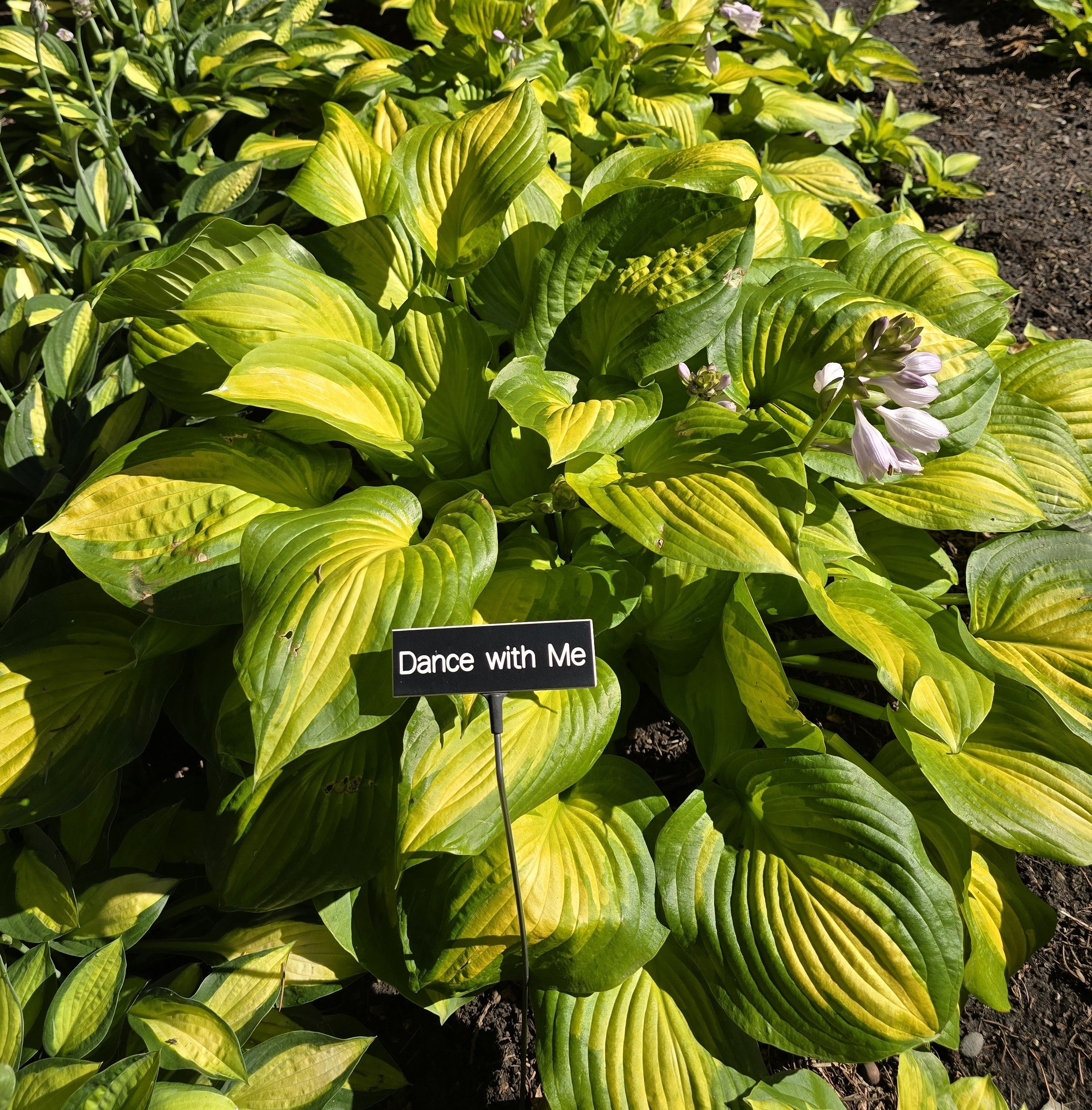 Hosta 'Dance with Me'