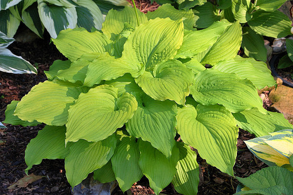 Hosta 'Dancing Queen'